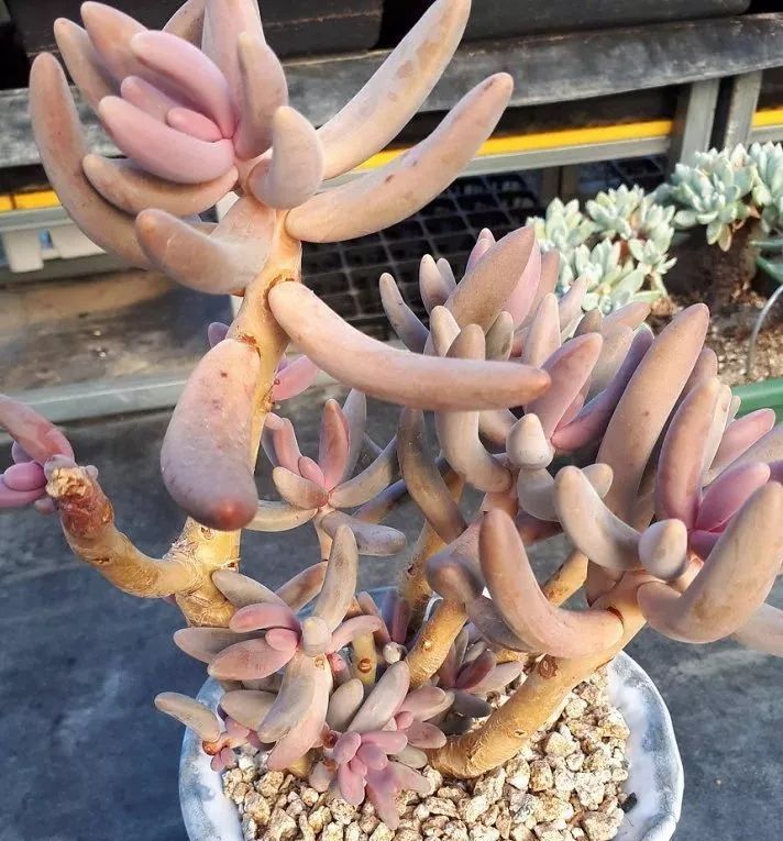  #就像#老贵老贵的多肉老桩,费钱也要养几盆!