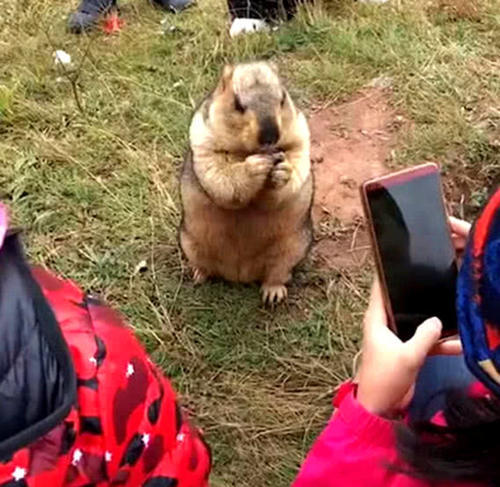 游客和土拨鼠一起嬉戏，给它戴上墨镜后，它的反应让游客直想笑