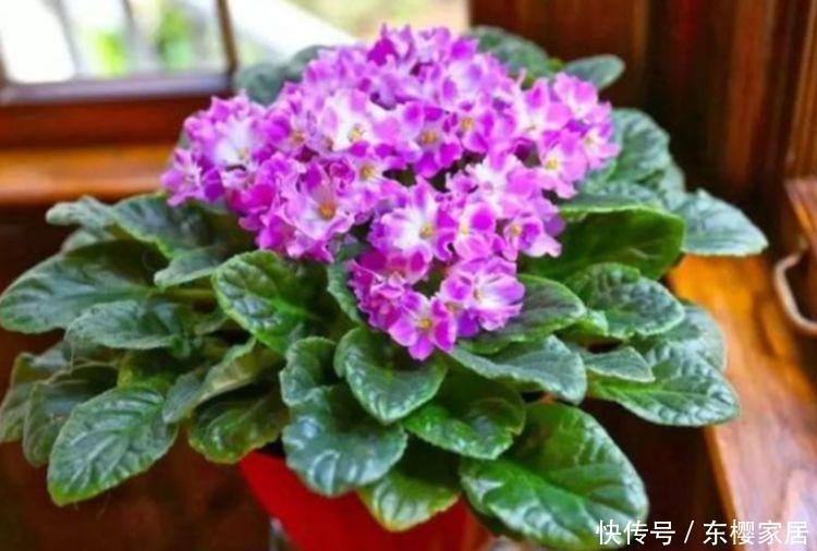  『二乔牡丹』养花就养4种花，好养易活花量大，开花漂亮花期长，谁养谁喜欢