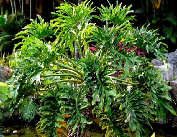  懂得■养花要懂得“取舍”，这4种花“越剪越旺”，花友：后悔才知道！