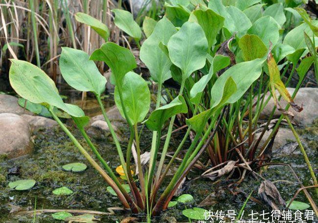  种野生植物@这种植物看起来似美人蕉，喜生于水中，全株有毒但又可入药