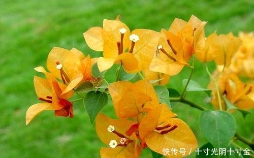  「植物」夏天养这几款花，沾土就活，开花一簇一簇，阳台美成“大观园”