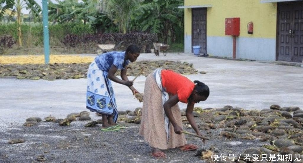  「玉米」中国人在非洲土地上种向日葵被非洲人嘲笑，尝到甜头后