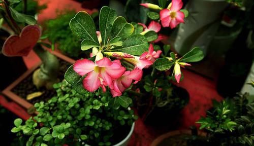  「玫瑰」沙漠玫瑰花花色绚丽，花期长，沙漠玫瑰如何养护？