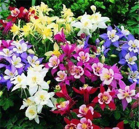 \＂i12\＂: \＂金枝玉叶药锦能养活吗\＂家中养花，就选3种漂亮的花，花色绚丽花期长，净化空气寓意好