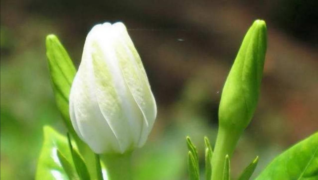  『种类』“它”是香花花卉最易扦插繁殖的种类之一，家庭扦插一盆变几十盆