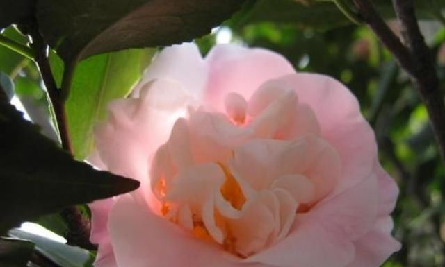  【花儿】喜欢养花不如养盆香妃茶花树 花儿红艳艳的漂亮极了。