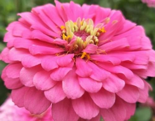  阳台@家养此款植物，开花勤花量大，比绿萝还好养，养在阳台美成花海