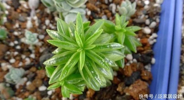 『种植物』一种“椒草”长出大斧子,开春养护要狠心修剪,窜出更多新枝