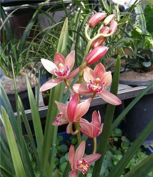 花形■此兰被誉为四大天王之首,花形很大,花色鲜红,香气浓郁,好养活