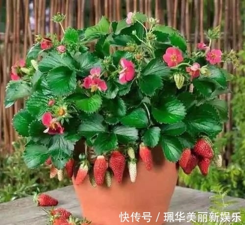 草莓盆栽@摘来的草莓水果还能用来播种,很快就能开花结果