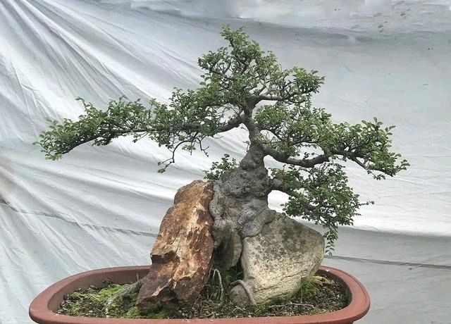  『朱立明』欣赏朱立明的盆景，学会体贴！