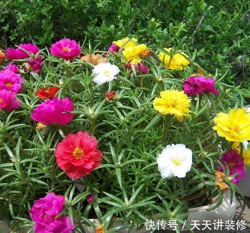 种喜光:夏天烈日太厉害,就养4种喜光花,一口气开花200天,花量巨大
