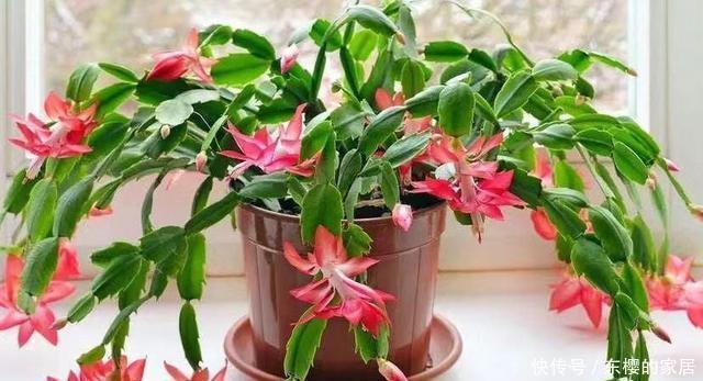 夏天的时|蟹爪兰还没冒花苞,叶子全“黄了”,教你几招就解决