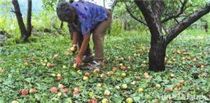 农民种的菜卖不出去, 只能含泪倒掉, 城里人还埋怨吃不起!