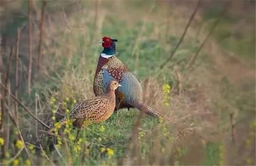  野鸡|英国公路成“野鸡坟墓”，泛滥后被人“通缉”，网友：敢不