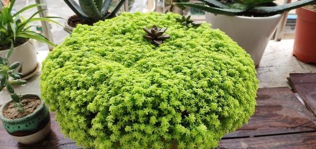  [青蓝紫]多肉植物中的“红橙黄绿青蓝紫”，各养一盆，彩虹到家
