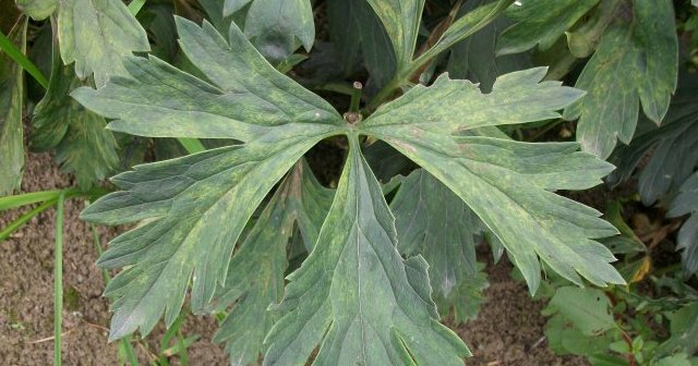  「物种」它的“根”很珍贵，80元一斤，农村遇见，请别擦肩而过