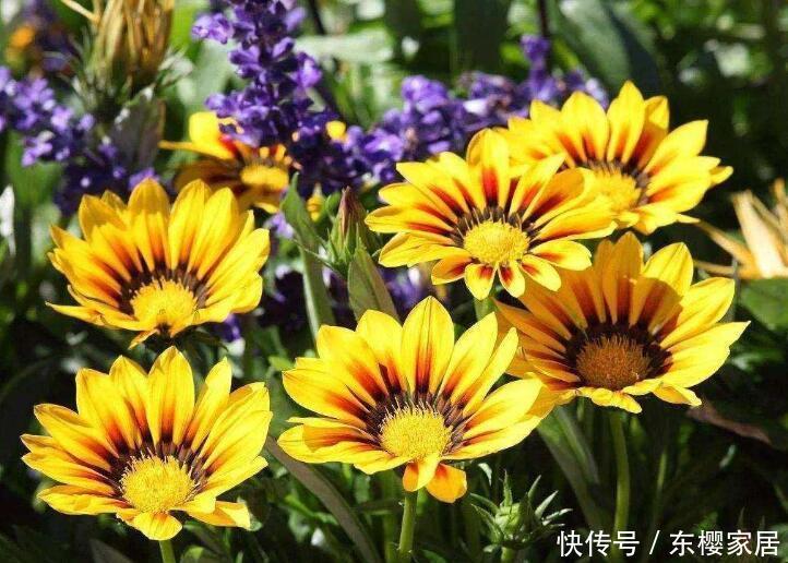 『好看』1种花,花朵奇特,养一盆太好看,新手不要错过哦!
