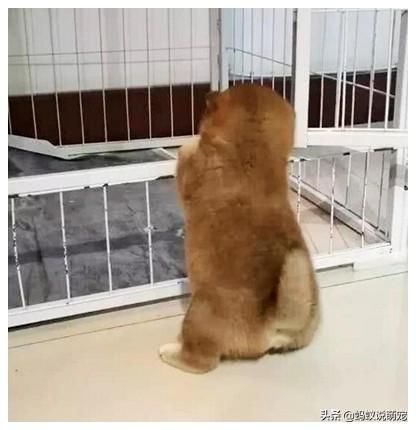 小奶狗在客厅不停的嗷叫,女子觉得奇怪,过去一看顿时哭笑不得！