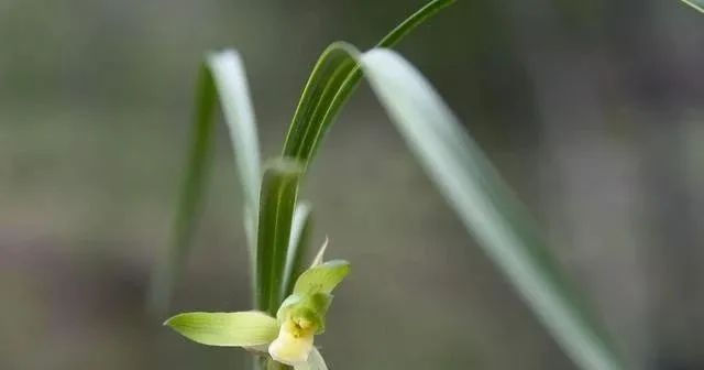  『种植的兰花』服盆期的兰花,可别乱施肥,这样施才安全有效!