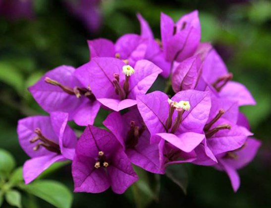  【喜欢光照充】这5款花卉，被称为“开花机器”，家里养一盆，花开繁盛惹人爱