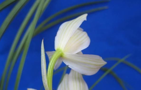  『花叶』众所周知“花叶同源”，那如何从兰花叶片看兰花开品？