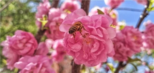  花儿：图集丨?花儿缀满枝头，醉了靖宇山城