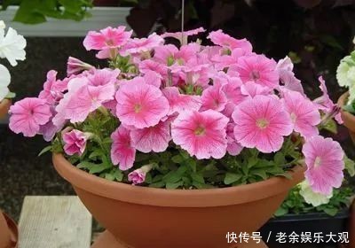  『适合』这几种便宜又好养的花草，养一盆天天有花赏，最适合新手