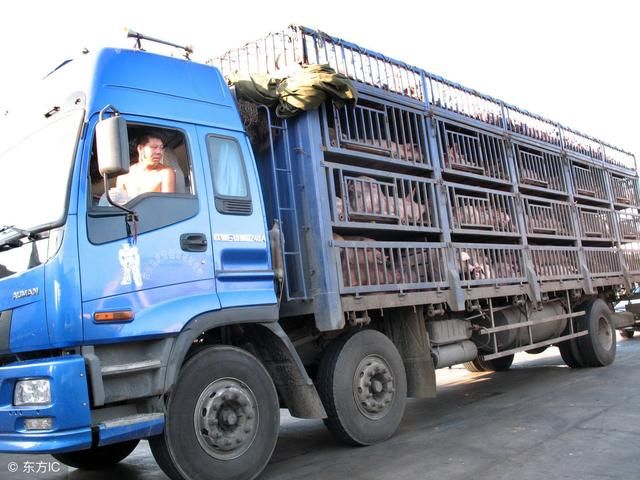 生猪供应局部收紧，猪价上涨，专家提醒：跌势放缓，请理性出栏！