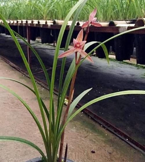 「值得」中华顶级红素兰花，一杆多花，花色艳丽迷人，花开浓香，值得拥有