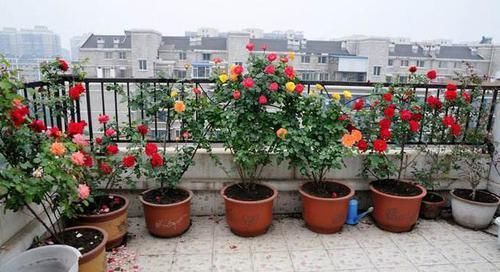  【花钱买】还在花钱买这3种植物？别傻了，“掰根枝”插土里，30天就生根！