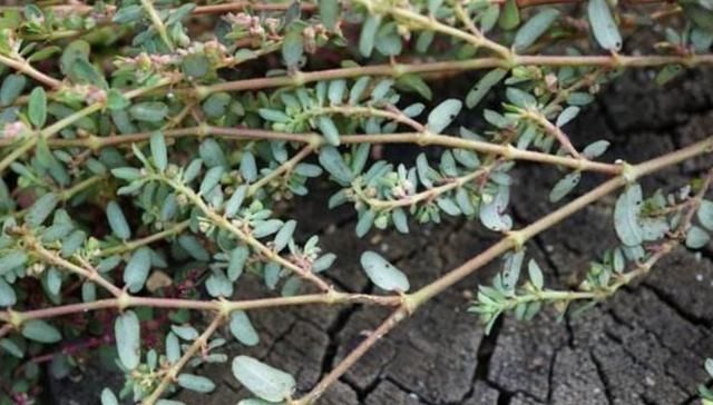  蜈蚣@农地里，1种杂草奇特，枝条像“蜈蚣”，人称“千根草”，