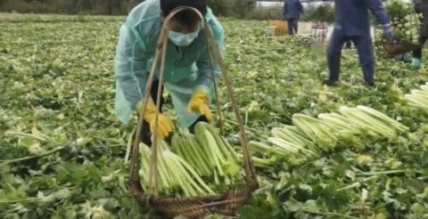  能力@广西菜农捐赠2万斤西芹支援武汉：有能力就帮一点