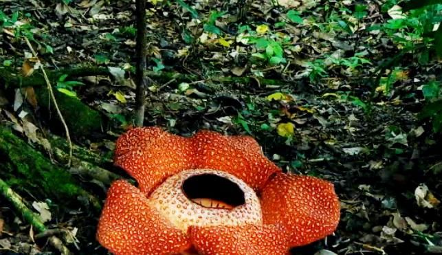  『大王花』世界最重的食人花，一生只开一次花，气味却奇臭无比！