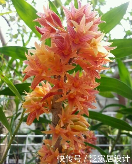 「特别」喜欢养护花卉,就养护3种花卉,花色特别,花期长,妖娆美丽