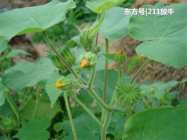 人称“车轮草”，过去农村很常见，如今一斤10元，有人大量种植