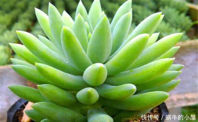 轻松|家庭养多肉千佛手讲究一个巧字,1分钟学会,叶片饱满,轻松爆盆
