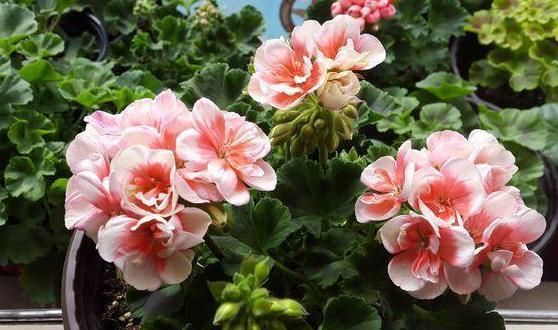  『盆栽』盆栽4种花卉植物,到5月就搬回屋,可避免叶片、花苞哗啦啦掉