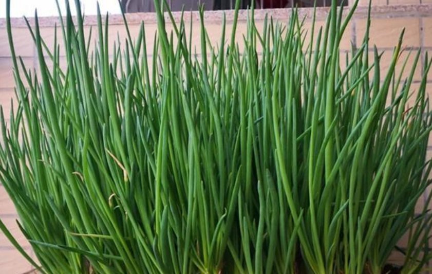 【种植】阳台上最容易种植的“4种蔬菜”生长得快,浇水就行了