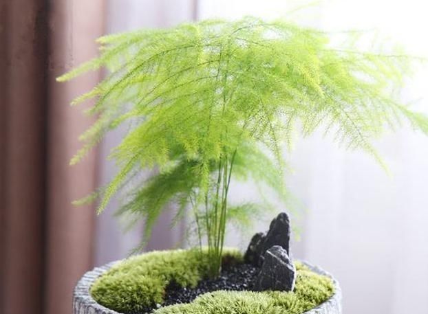  『药片』养文竹这样浇水，用家中常备的“药片”，一次一片，堪称完美