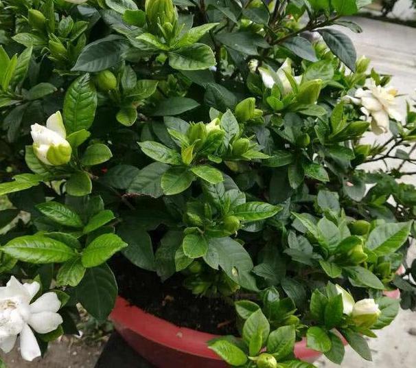 栀子花|北方盆栽栀子花,喜欢盲花、哑花?注意2点,6月砰砰开花