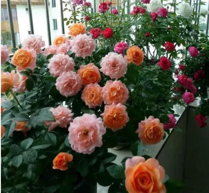 「养护」最受欢迎的“5种花”,叶子油绿、花朵硕大,养护简单,人见人爱
