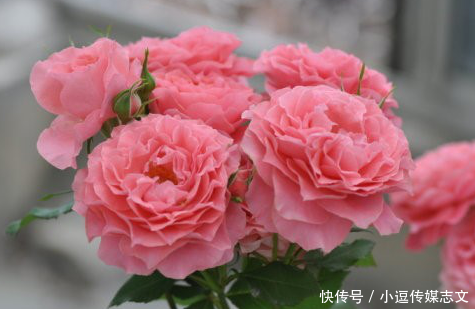  『花瓣』玫瑰花的种类这么多来看看你都认识多少