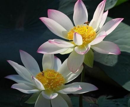  「荷花」不管养啥“荷花”，5月吃点“渣”，叶片长又艳，花开朵朵红