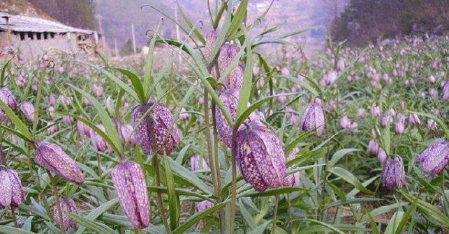  【遇上】农村遇上此植物，请珍惜它，野生十分珍贵，目前一斤卖