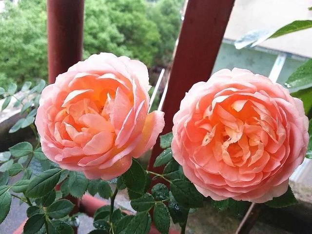  「绣球」没有院子的人，在房顶养花，日子美如画！