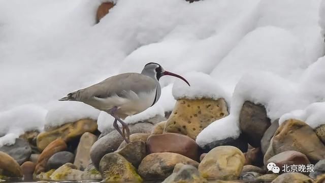  天堂|上万只候鸟赶来，北京密云水库成“鸟的天堂”，你能认出几种？