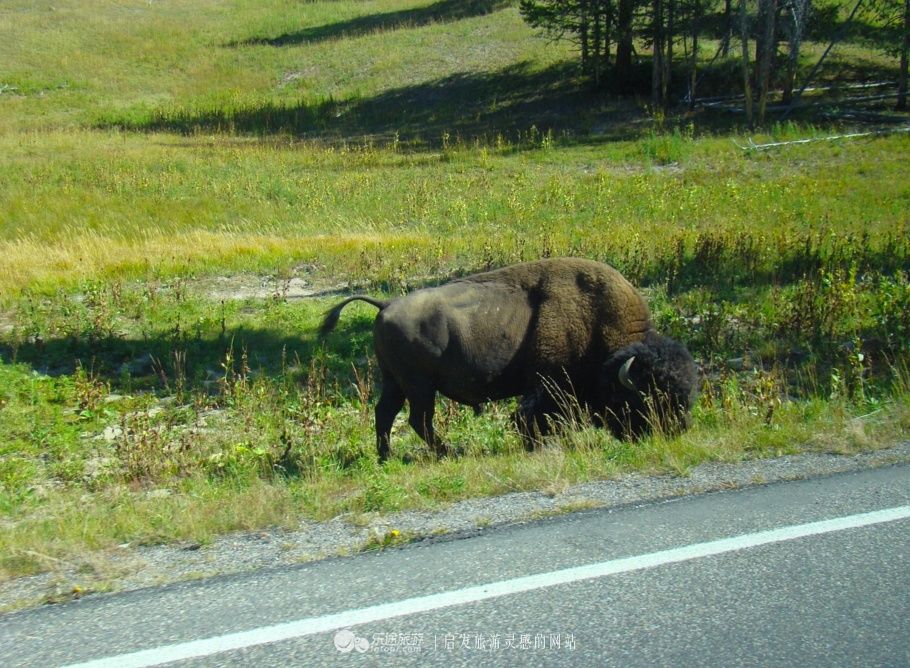 神奇黄石，世界国家公园的大哥大