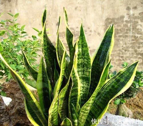  「穿破」虎皮兰不长新芽春天埋上2种肥，“钢芽”穿破盆